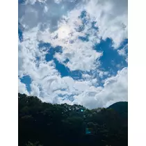 桜嬢