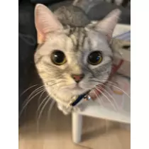 佐倉 里緒