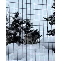 緑 四葉