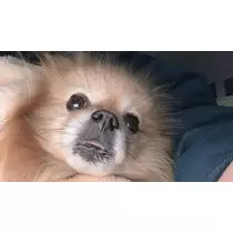 はるか