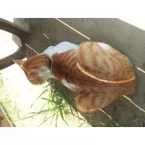 愛矢