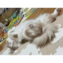 あゆ