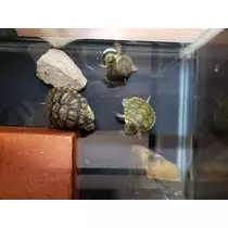 エミ （スタッフ）