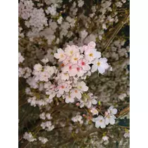 ほのか