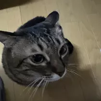 あやね