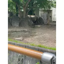 えりか
