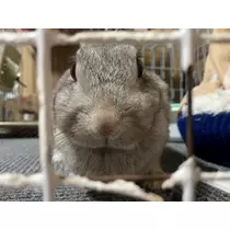 ゆうか