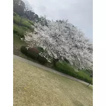 美月
