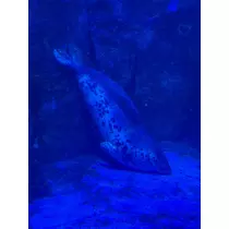 らむ