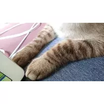 ひな