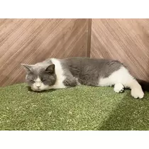 あすか