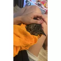 結城 かなの