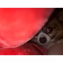 あいら