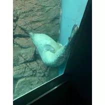 みやび