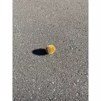 緑 四葉