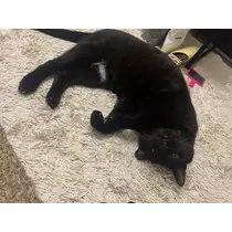 トモミ