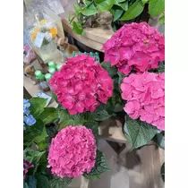 ゆあ