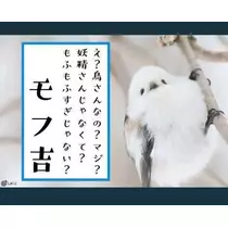 ひな