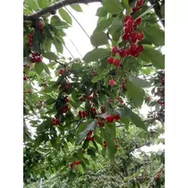 夏樹 あや