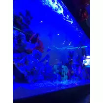 かれん