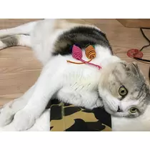 みつき