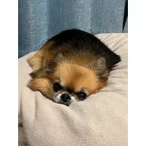 めい