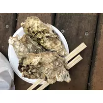 宝條 夏恋