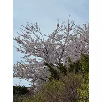 天月 あすな