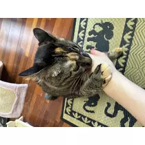 あや