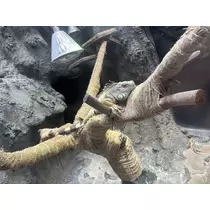 せりな