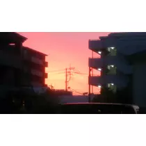 紫音