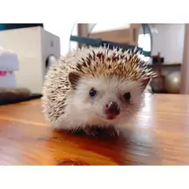 さくら