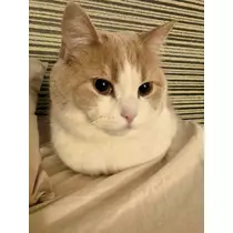 ハルカ