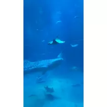 れいか