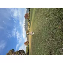 あおい