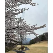 ひな