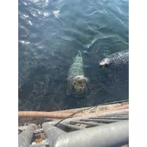 成海 まお