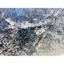 桜嬢