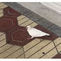 みれい