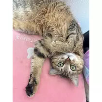 ユズ