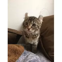 桐島 りゅう