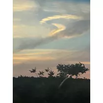せいか