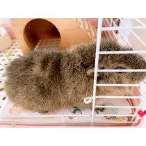 お茶の水うらん