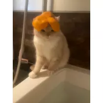 あおい