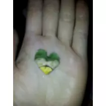 愛矢