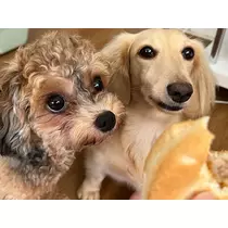 ねね