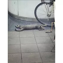 コウ