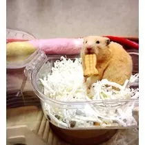いちか