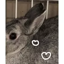 つばさ