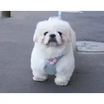 涼風 あき